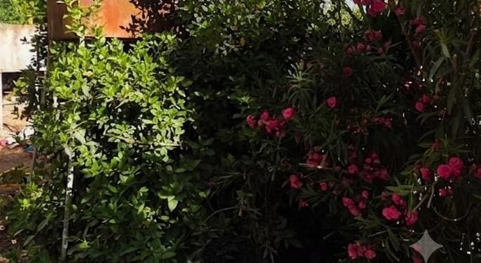 שיקום גינה מוזנחת